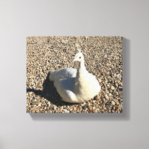White Peacock, Idaho Canvas Afdruk
