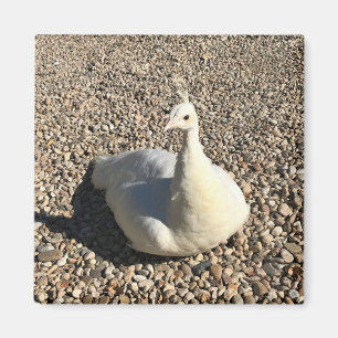 White Peacock, Idaho Magneet