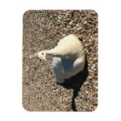 White Peacock, Idaho Magneet (Verticaal)