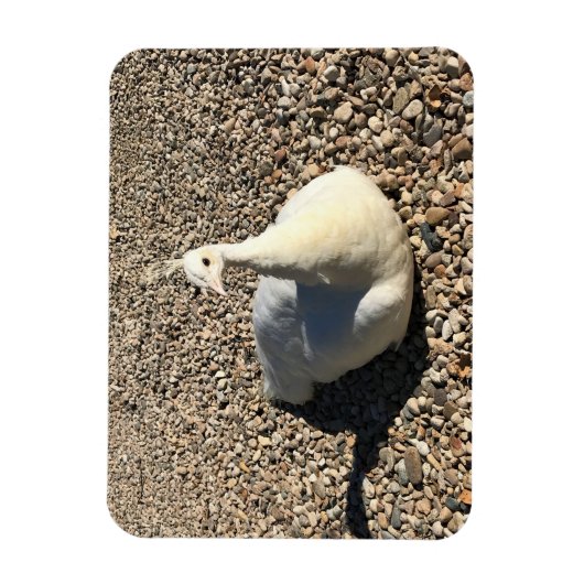 White Peacock, Idaho Magneet (Verticaal)