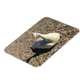 White Peacock, Idaho Magneet (Linkerzijde)