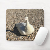 White Peacock, Idaho Muismat (Met muis)