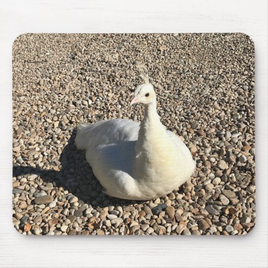 White Peacock, Idaho Muismat (Voorkant)