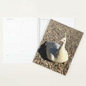 White Peacock, Idaho Planner (Display)