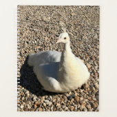 White Peacock, Idaho Planner (Voorkant)