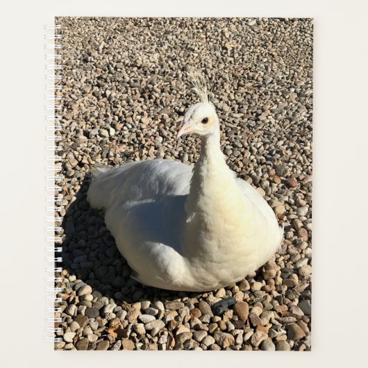 White Peacock, Idaho Planner (Voorkant)