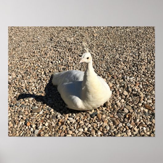 White Peacock, Idaho Poster (Voorkant)