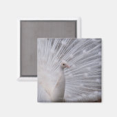 White Peacock Magneet (Voorkant / Achterkant)