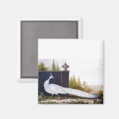 White Peacock Magneet (Voorkant / Achterkant)