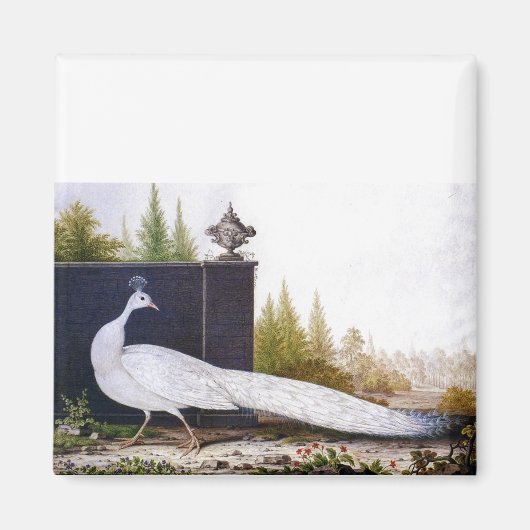 White Peacock Magneet (Voorkant)