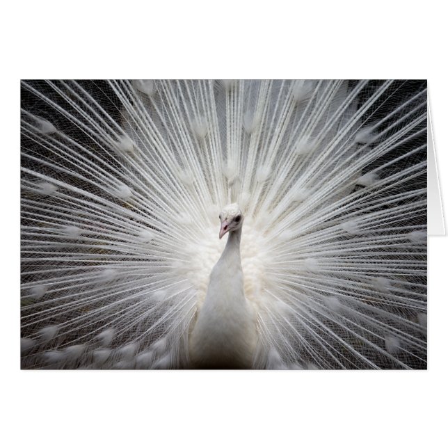 White Peacock met Fanned Feathers (Voorkant Horizontaal)