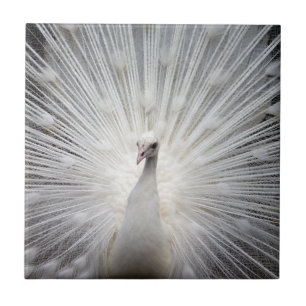 White Peacock met Fanned Feathers Tegeltje