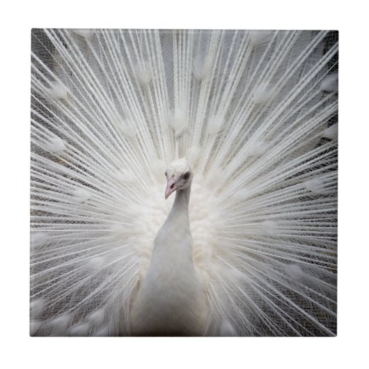 White Peacock met Fanned Feathers Tegeltje (Voorkant)