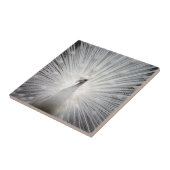 White Peacock met Fanned Feathers Tegeltje (Zijkant)