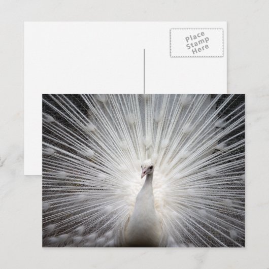 White Peacock met Feathers Fanned Briefkaart (Voorkant / Achterkant)