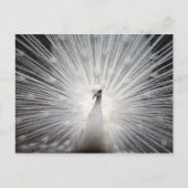 White Peacock met Feathers Fanned Briefkaart (Voorkant)