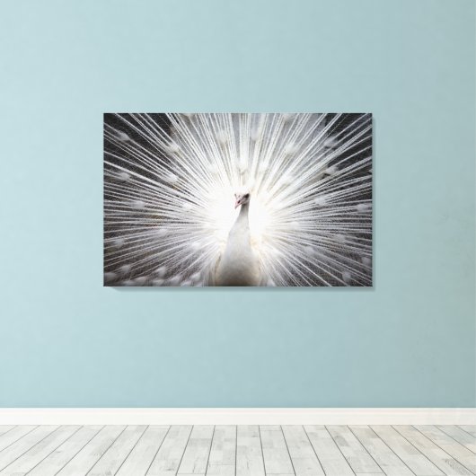 White Peacock met Feathers Fanned Canvas Afdruk (Insitu (Houten vloer))