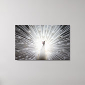 White Peacock met Feathers Fanned Canvas Afdruk (Voorkant)