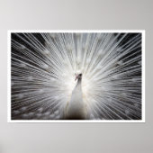 White Peacock met Feathers Fanned Out Poster (Voorkant)
