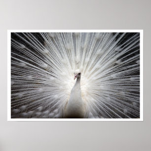 White Peacock met Feathers Fanned Out Poster