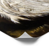 White Peacock Oil Painting Fine Art Poster (Hoek)