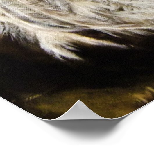 White Peacock Painting Poster (Hoek)