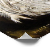 White Peacock Painting Print Posters Art (Hoek)