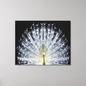 White Peacock Pavo Animalia Canvas Afdruk (Voorkant)
