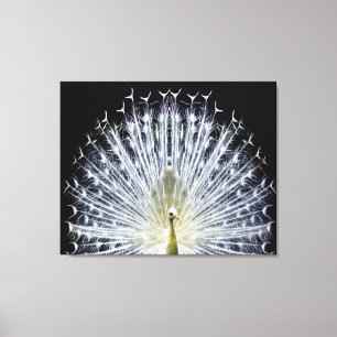 White Peacock Pavo Animalia Canvas Afdruk