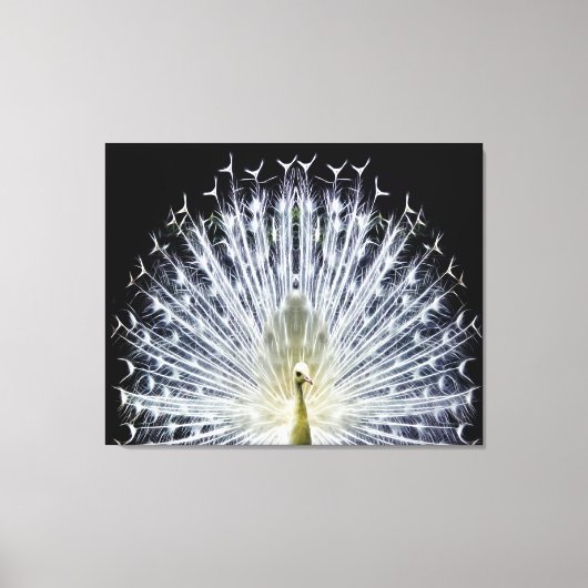White Peacock Pavo Animalia Canvas Afdruk (Voorkant)