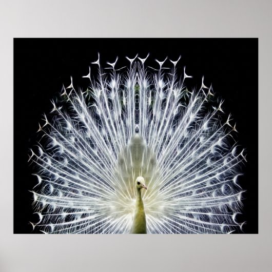 White Peacock Pavo Animalia Poster (Voorkant)