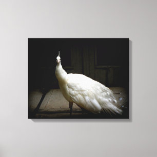 White Peacock Photo Canvas Afdruk
