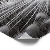 White Peacock Photography Poster (Hoek)