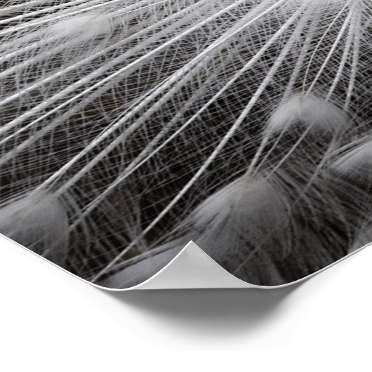 White Peacock Photography Poster (Hoek)