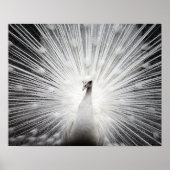 White Peacock Photography Poster (Voorkant)