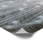 White Peacock Poster (Hoek)