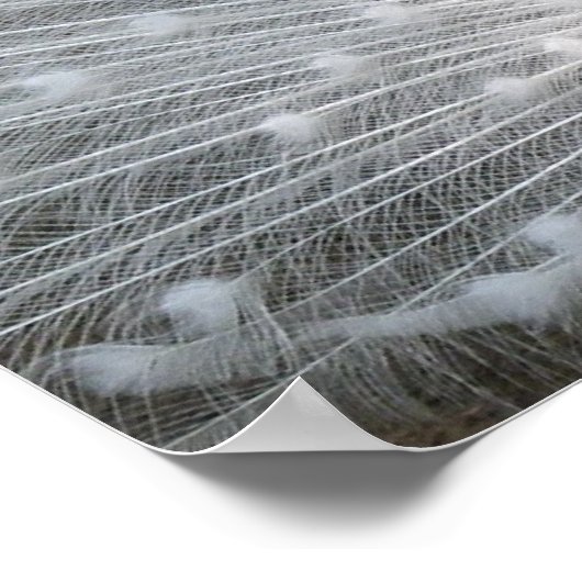 White Peacock Poster (Hoek)