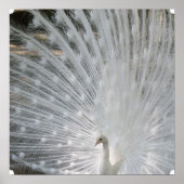 White Peacock Poster (Voorkant)