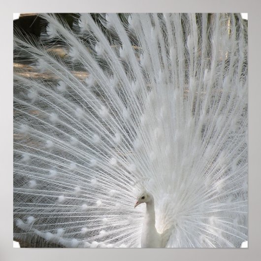White Peacock Poster (Voorkant)