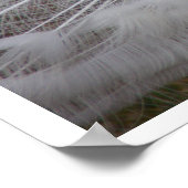 White Peacock Poster (Hoek)