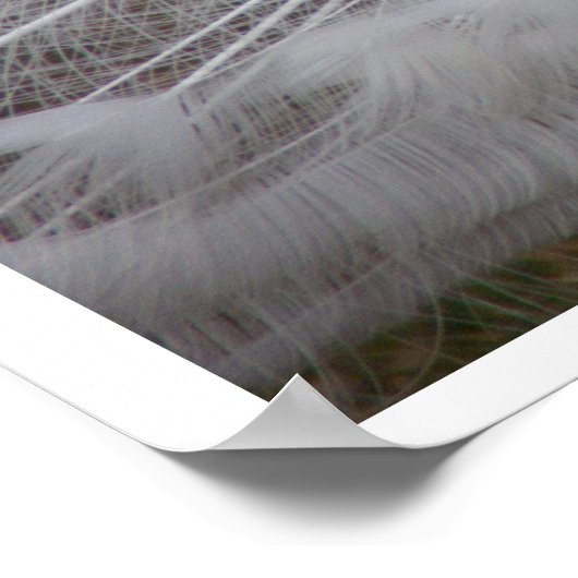 White Peacock Poster (Hoek)