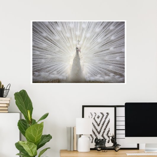 White Peacock Poster (Thuiskantoor)