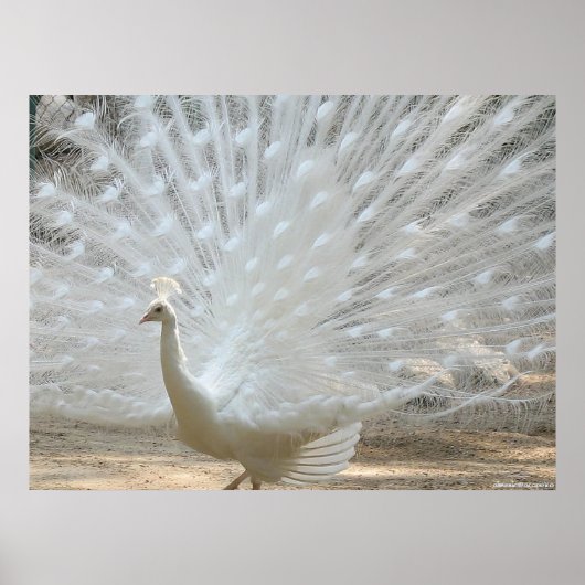 WHITE PEACOCK POSTER (Voorkant)