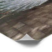 White Peacock Poster (Hoek)