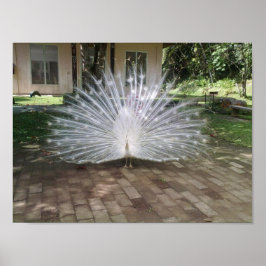 White Peacock Poster