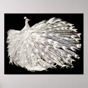 White Peacock Poster