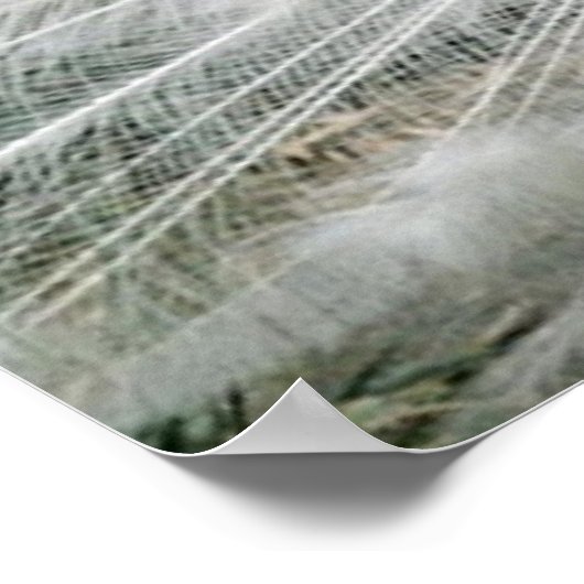 WHITE PEACOCK POSTER (Hoek)