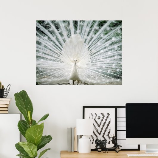 WHITE PEACOCK POSTER (Thuiskantoor)