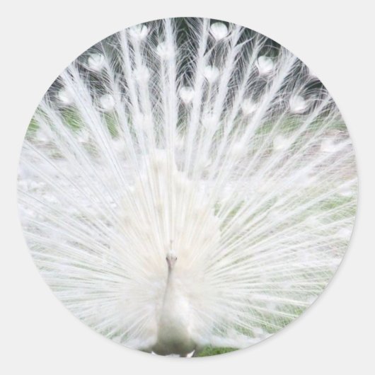 White Peacock Ronde Sticker (Voorkant)