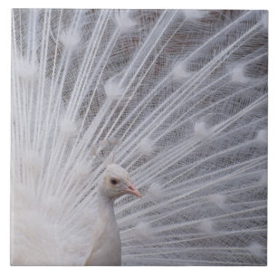 White Peacock Tegeltje